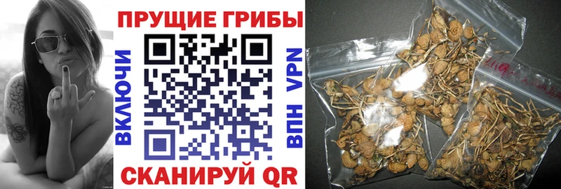 как найти наркотики  Курлово  Галлюциногенные грибы Psilocybine cubensis 